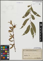 Foto von Salix alba L. x Salix fragilis L.
